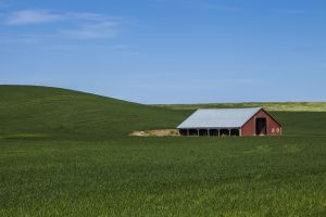 Red barn in a wheat field in the Palouse region of Washington