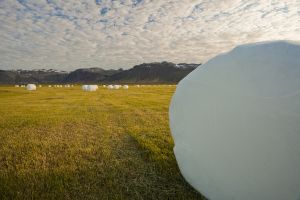 Hay is harvested into these pillows in Iceland