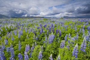 Iceland covered in Nootka Lupine