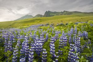 Lupine hillside near Vík, Iceland