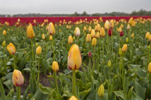 A field of tulips in the Netherlands