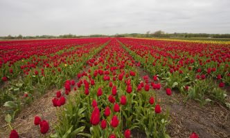 Tulips in the Netherlands