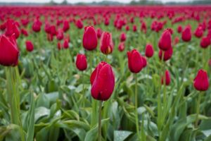 Tulips in the Netherlands