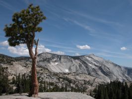 Tree Growing in Rock