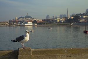 San Francisco Seagull