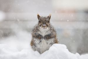 A squirrel in the snow