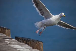 Seagull