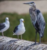 Egret