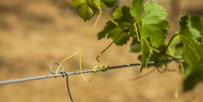 Grape Vines