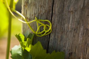 Grape Vines