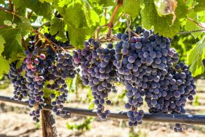 Purple Grapes