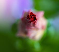 A new rose about to open up