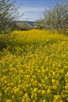 A field of mustard plants