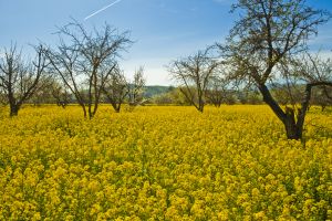 A field of mustard plants