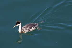 Unknown bird in Santa Cruz