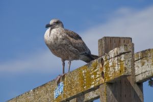 Seagull on the Pier