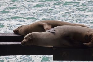 Spooning Sea Lions