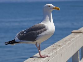 Seagull