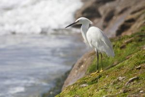 Egret