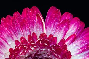 Flower close up