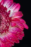 Flower close up