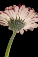 Flower close up