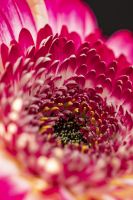Flower close up