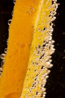 Orange slice in fizzy water