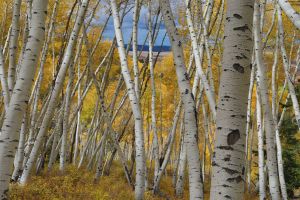 Aspen trees