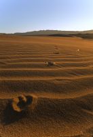 Coyote Tracks