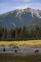 Bears in Alaska