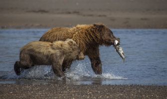 A mother bear with salmon with an offspring