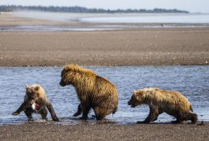 A fish bearing child bear with sibling and mother.