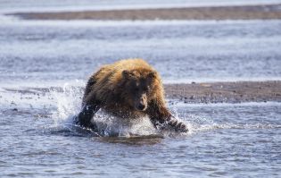 A bear pouncing on salmon