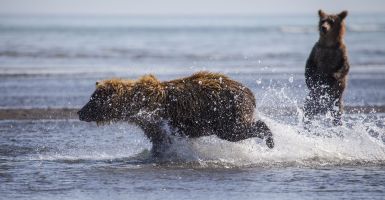 A mother bear chasing after salmon while child looks on.