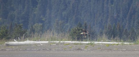An eagle with something