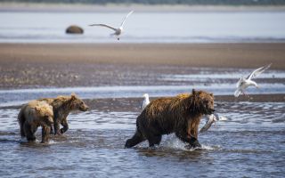 A mother bear fending off gulls from her salmon catch while kids follow.