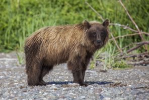 Young Bear