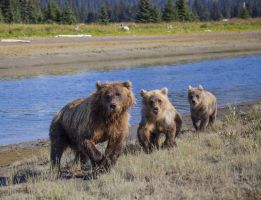 Approaching Bears