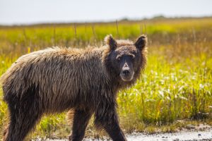 Young Bear
