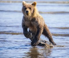 Leaping Young Bear