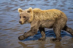 Close Up Bear