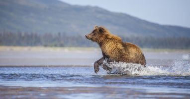 Bear running after salmon