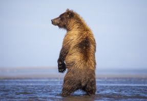 A standing bear giving the side look