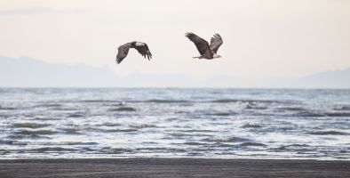 Eagles flying along the ocean