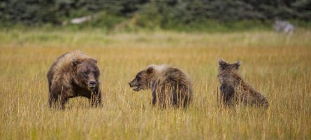 Bears in the Grass