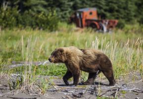 Bear and Truck