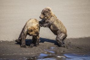Wrestling Kid Bears
