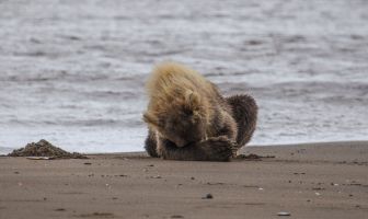 Embarrassed Bear because his mom can't catch fish