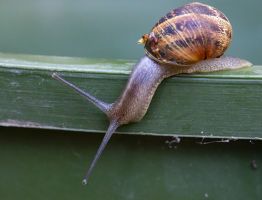 Snail